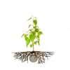 bu307 werking as boom groei nieuw leven